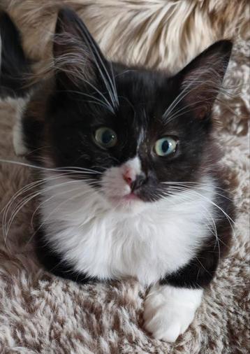 2 prachtige ragdoll poesjes zoeken nog een gouden mandje beschikbaar voor biedingen