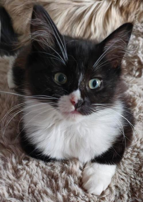 2 prachtige ragdoll poesjes zoeken nog een gouden mandje, Dieren en Toebehoren, Katten en Kittens | Raskatten | Langhaar, Poes