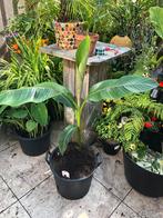 Mooie Sikkimensis Red Tiger bananenplant in stevige boomkuip, Vaste plant, Halfschaduw, Zomer, Ophalen