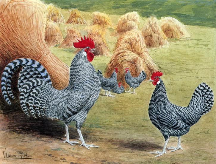 Broedeieren Friese kippen koekoek (kriel), Dieren en Toebehoren, Pluimvee, Kip, Meerdere dieren