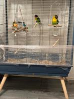 Een vrouwtje en een mannetje papegaai Beide met kooi voor, Dieren en Toebehoren, Ophalen of Verzenden, Zo goed als nieuw, Metaal