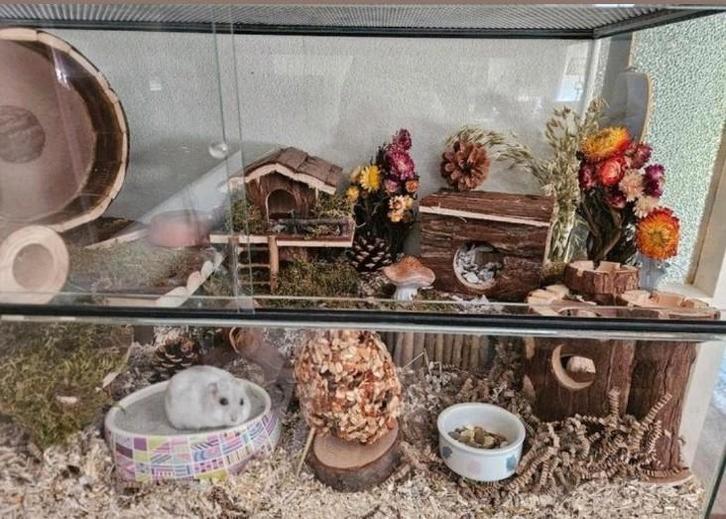 Hamsterhok met toebehoren, Dieren en Toebehoren, Knaagdieren en Konijnen | Hokken en Kooien, Zo goed als nieuw, Hok, Minder dan 60 cm