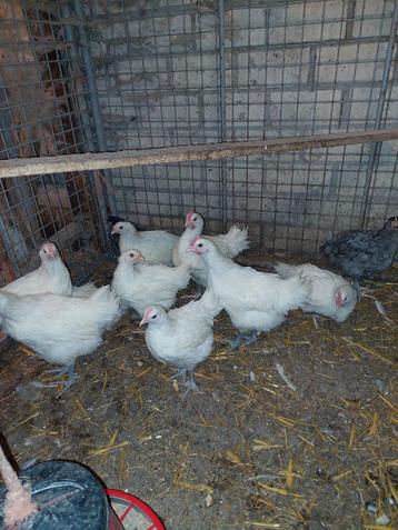 Raszuivere Poule de Bresse hanen beschikbaar voor biedingen