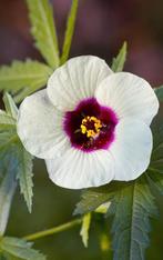 Hibiscus Cannabinus zaden, KENAF, (Hennepbladstokroos), Verzenden, Voorjaar, Volle zon, Zaad