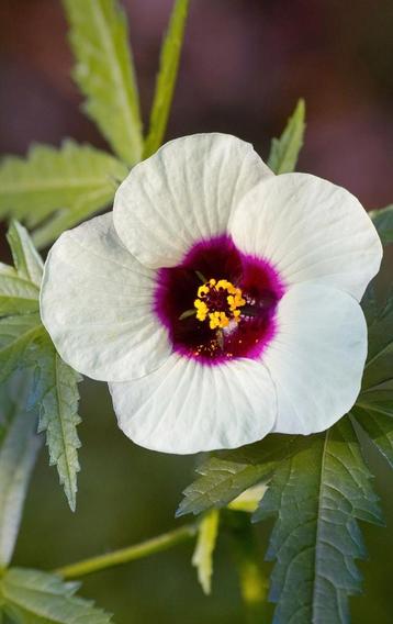 Hibiscus Cannabinus zaden, KENAF, (Hennepbladstokroos)

 beschikbaar voor biedingen