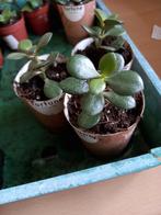 Crassula ovata, Huis en Inrichting, Kamerplanten, Ophalen, Halfschaduw, Minder dan 100 cm