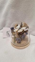 Vlinder in stolp, Verzamelen, Ophalen of Verzenden, Nieuw, Insect, Opgezet dier