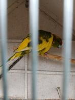 Kakariki man, Dieren en Toebehoren, Vogels | Parkieten en Papegaaien, Mannelijk, Papegaai, Geringd