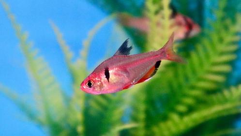 Hyphessobrycon Eques - Rode Minor, Dieren en Toebehoren, Vissen | Aquariumvissen, Zoetwatervis, Vis, Schoolvis