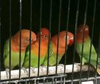 Prachtige piep jonge agapornis fisheri opaline uit dilute, Dieren en Toebehoren, Vogels | Parkieten en Papegaaien, Meerdere dieren