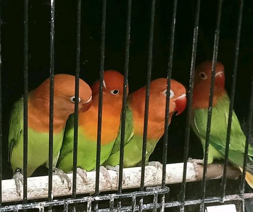 Prachtige piep jonge agapornis fisheri opaline uit dilute, Dieren en Toebehoren, Vogels | Parkieten en Papegaaien, Dwergpapegaai of Agapornis