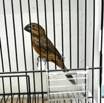 Te Koop TWA TWA Jong Man 2025, Dieren en Toebehoren, Vogels | Overige Vogels, Mannelijk, Wildzangvogel, Geringd