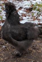 Zijdehoen USA haan, Dieren en Toebehoren, Mannelijk, Kip