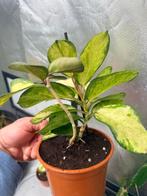 Hoya Australis ‘Lisa’, Ophalen of Verzenden, Voorjaar, Volle zon, Bloembol