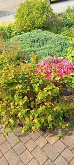 Gratis vaste planten, Tuin en Terras, Planten | Tuinplanten, Ophalen, Zomer, Overige soorten, Halfschaduw