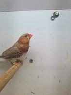 Te koop koppel oranjeborst van 2025, Dieren en Toebehoren, Vogels | Overige Vogels, Meerdere dieren