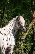Lieve D pony appaloosa hengst, Dieren en Toebehoren, Gechipt, 3 tot 6 jaar, Recreatiepony, D pony (1.37m tot 1.48m)