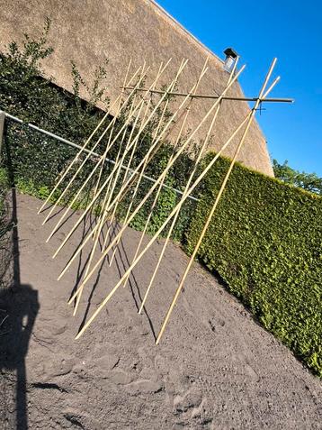 Bonenstokken staken plantondersteuning tonkin bamboe