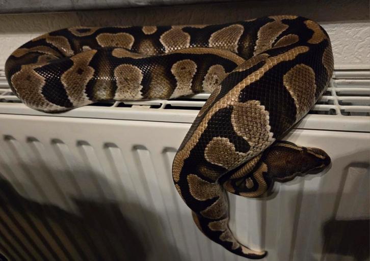 0.1 Koningspython Het.Piebald/het.Ultramel, Dieren en Toebehoren, Reptielen en Amfibieën, Slang, 3 tot 6 jaar, Tam