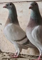 kleurpostduiven, Dieren en Toebehoren, Vogels | Duiven, Meerdere dieren, Postduif