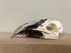 Schedel fluitneushoornvogel (man), Ophalen of Verzenden, Nieuw, Vogel, Schedel