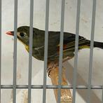 Japanse nachtegaal poppen 2025 , natuurbroed en geringd, Dieren en Toebehoren, Vogels | Overige Vogels, Vrouwelijk, Geringd