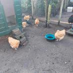 3 Orpington groot Buff hennen 2025, Dieren en Toebehoren, Pluimvee, Vrouwelijk, Kip
