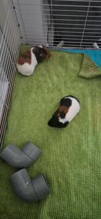 2 mannelijke cavia's van februari 2025, Dieren en Toebehoren, Knaagdieren, Mannelijk, Cavia, Na 1 juli 2024
