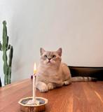 Dekkater - Britse korthaar (niet te koop), Dieren en Toebehoren, Katten en Kittens | Raskatten | Korthaar, Kater