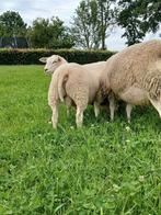 Stamboek swifter rammen, Dieren en Toebehoren, Schapen, Geiten en Varkens, Mannelijk, Schaap