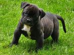 Mooie Old English Bulldog pups kunnen nu mee, CDV (hondenziekte), 8 tot 15 weken, Bulldog, Meerdere