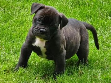 Mooie Old English Bulldog pups kunnen nu mee beschikbaar voor biedingen