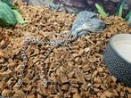Pantherophis Guttatus Rattenslang Korenslang, Slang, 0 tot 2 jaar