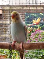 Jonge grasparkieten, Dieren en Toebehoren, Vogels | Overige Vogels, Meerdere dieren