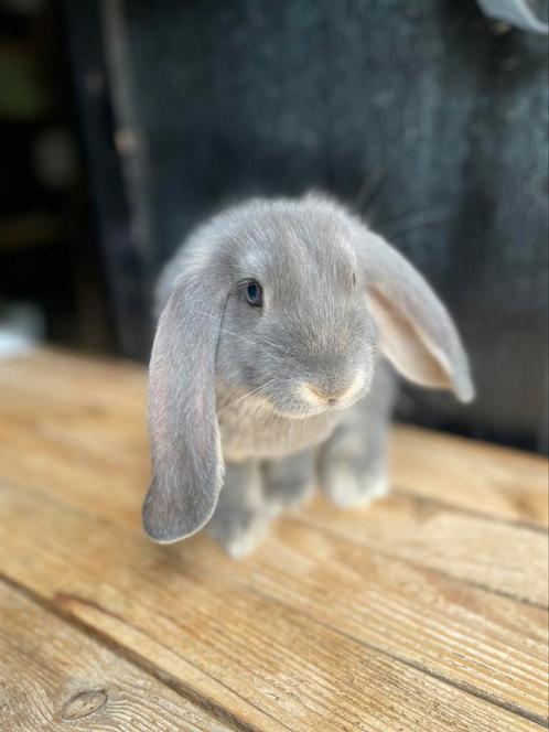 Lieve franse hangoor rammetje, Dieren en Toebehoren, Konijnen, Groot, Meerdere dieren, Hangoor