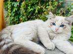 Ragdoll kitten katertje. Super lief en aanhankelijk., Dieren en Toebehoren, Katten en Kittens | Raskatten | Langhaar, Poes, Gechipt