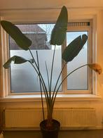 Strelitzia Nicolai 270cm (Paradijsvogelplant), Huis en Inrichting, Kamerplanten, Ophalen, Halfschaduw, 200 cm of meer