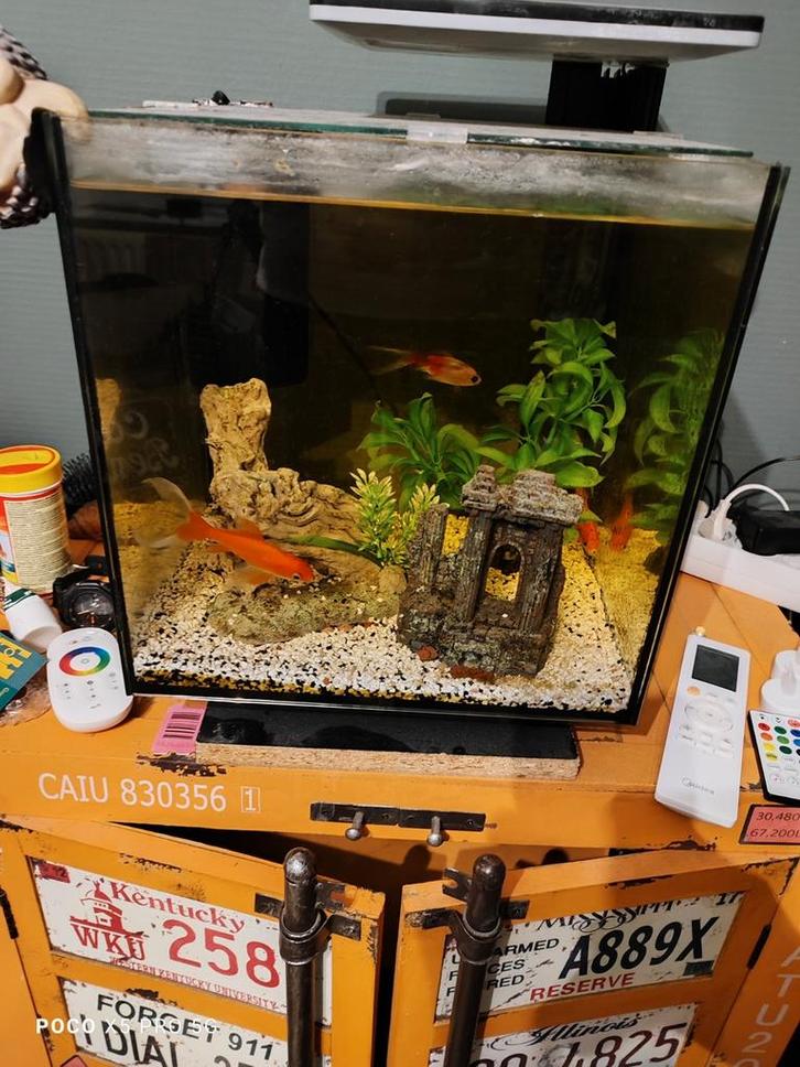 Aquarium met vissen en toebehoren, Dieren en Toebehoren, Vissen | Aquaria en Toebehoren, Zo goed als nieuw, Ophalen