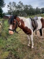 Super lieve kinderpony, Dieren en Toebehoren, Pony's, Hengst, L, Gechipt, B pony (1.17m tot 1.27m)