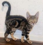 Prachtige kitten x bengaal, Dieren en Toebehoren, Katten en Kittens | Raskatten | Korthaar, Poes, Ontwormd