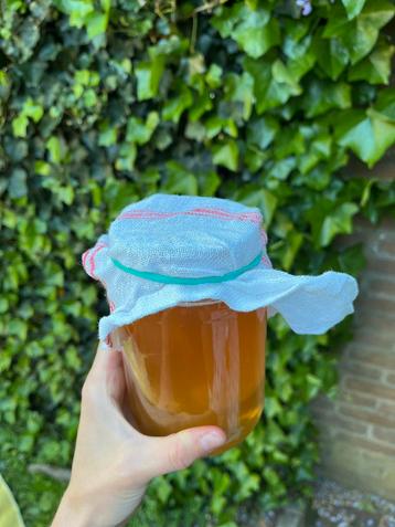 Biologische SCOBY + starter beschikbaar voor biedingen