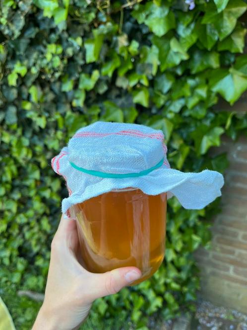 Biologische SCOBY + starter, Diversen, Levensmiddelen, Ophalen