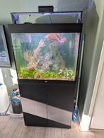 Compleet Zoutwater aquarium, Ophalen, Gebruikt, Gevuld zeewateraquarium