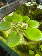 Drijfplant aquarium | Amerikaanse kikkerbeet, Kreeft, Krab of Garnaal, Zoetwatervis, Schoolvis