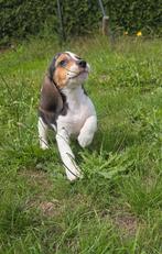 Beagle pups, mogen nestje verlaten, Dieren en Toebehoren, Beagle, CDV (hondenziekte), 8 tot 15 weken, Meerdere