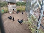 Ayam cemani, Dieren en Toebehoren, Pluimvee, Meerdere dieren, Kip