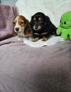 Langharige dwergteckel dwerg teckel langhaar pups, 8 tot 15 weken, Dwerg, Langhaar, Meerdere