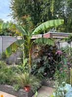 Bananenplant, Tuin en Terras, Planten | Tuinplanten, Ophalen, Overige soorten