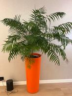 3 Leuke Plastic Bloempotten - 90cm, Ophalen, Overige soorten, Halfschaduw, In pot