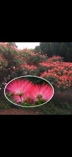 Albizia Rouge de Tuilliere / 200-300 cm hoog ‼️‼️ / nieuw ‼️, Zomer, 400 cm of meer, Ophalen, Volle zon